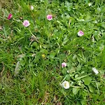 Holiday home Wiejska Sielanka Ryn (Warmian-Masurian)