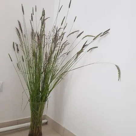 度假居 Wiejska Sielanka *